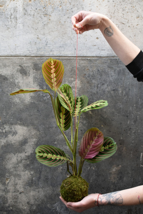 .kokedama Maranta Fascinator — foto 2