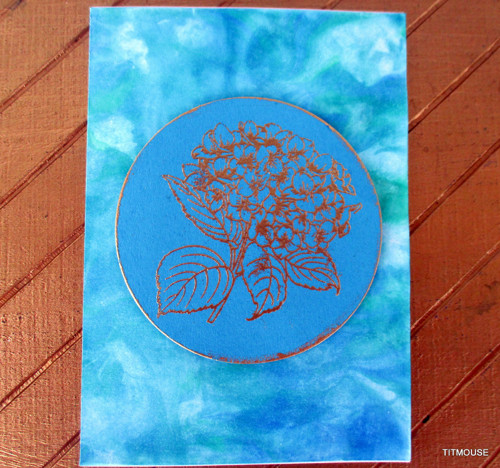 Hydrangea — foto 2