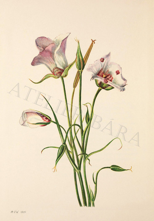 Z herbáře — foto 2