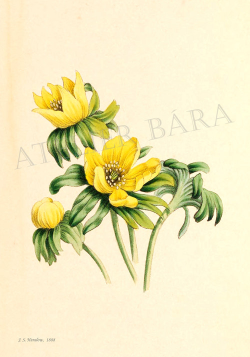 Z herbáře - talovín — foto 2