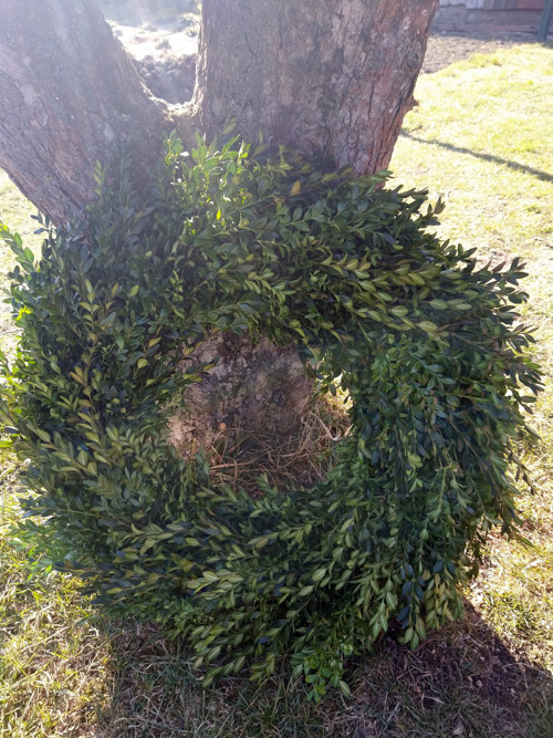 Zelenáč — foto 2