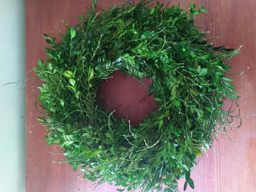 Buxus v doprovodu borůvčí — foto 5