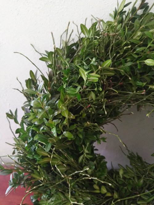 Buxus v doprovodu borůvčí — foto 2