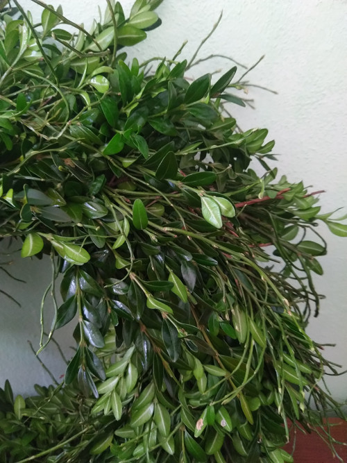 Buxus v doprovodu borůvčí — foto 3