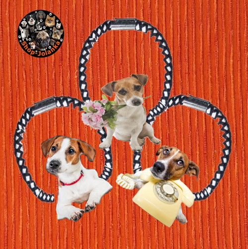 Jack Russell Teriér Gumička Do Vlasů — foto 2