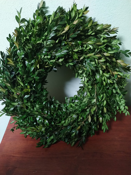 Prostě buxus - menší brácha — foto 2