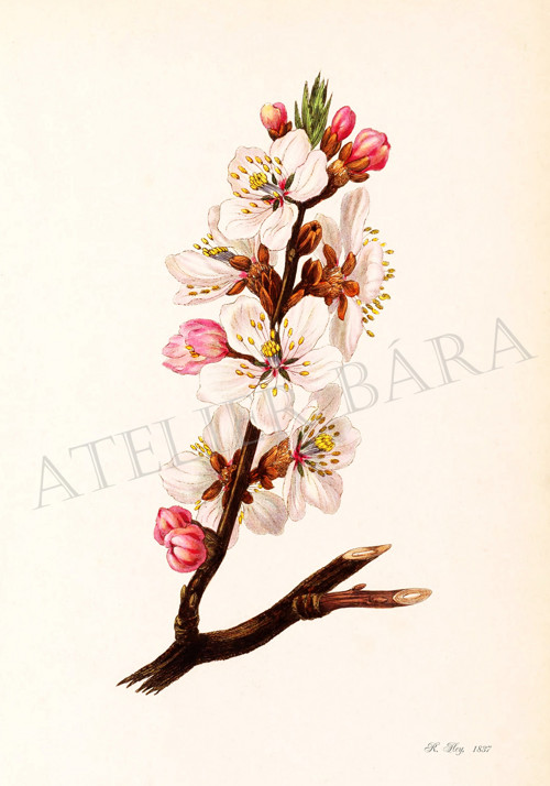 Z herbáře — foto 2