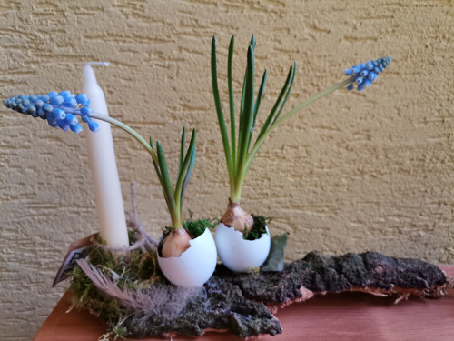 Jarní dekorace s modřenci — foto 3