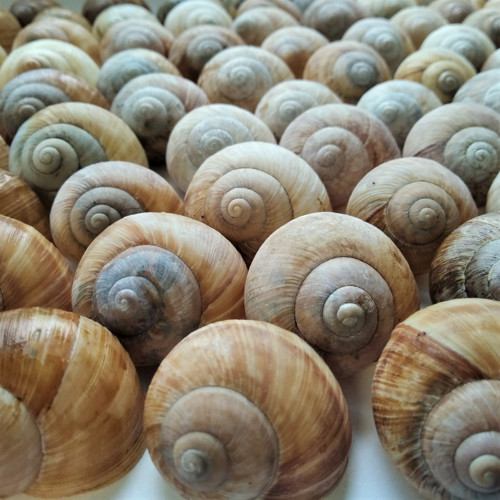 Šnečí ulita (sada 10 ks) — foto 2