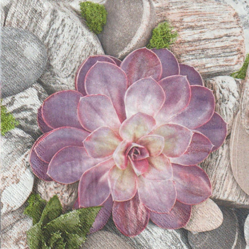Ubrousek - sukulenty — foto 2