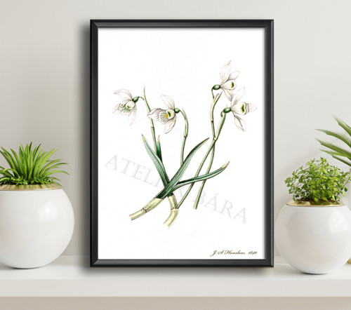 Z herbáře - narcis — foto 4