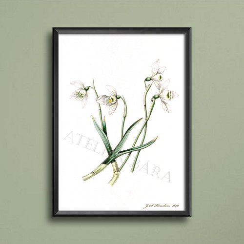 Z herbáře - narcis — foto 3