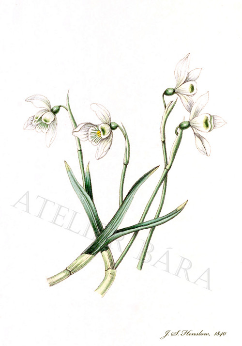 Z herbáře - narcis — foto 2