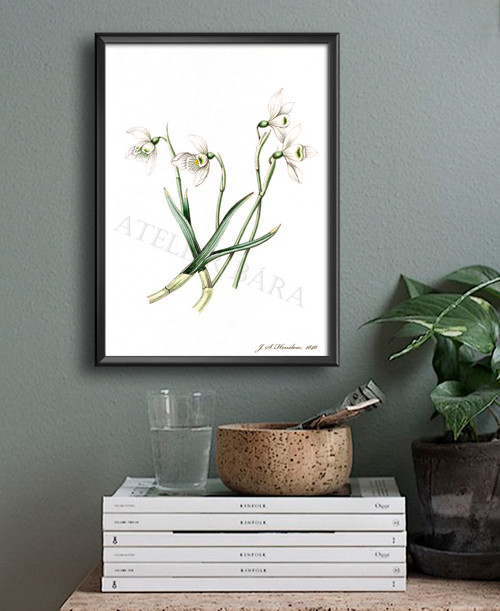 Z herbáře - narcis — foto 5