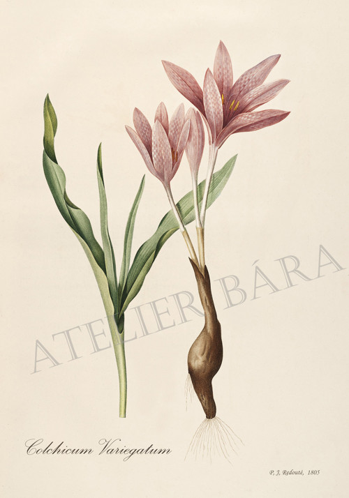 Z herbáře - ocún — foto 2