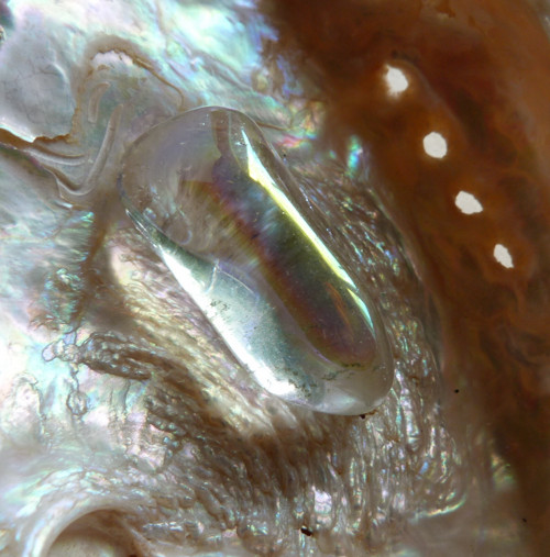 Aqua aura - 3,7 cm — foto 6