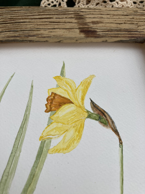 Narcis — foto 2