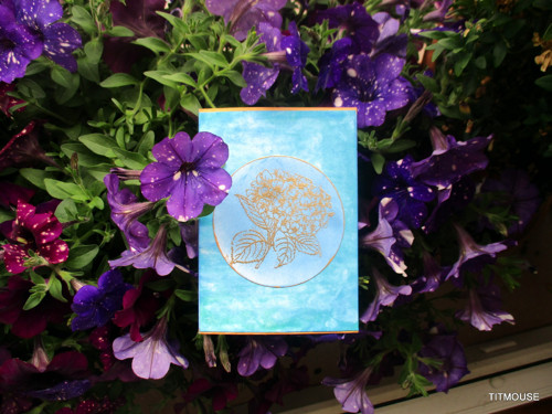 Hydrangea — foto 4