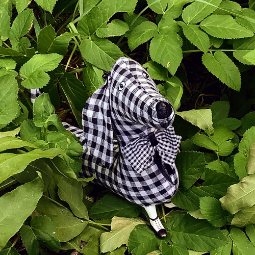 Kostkovaný pes — foto 3