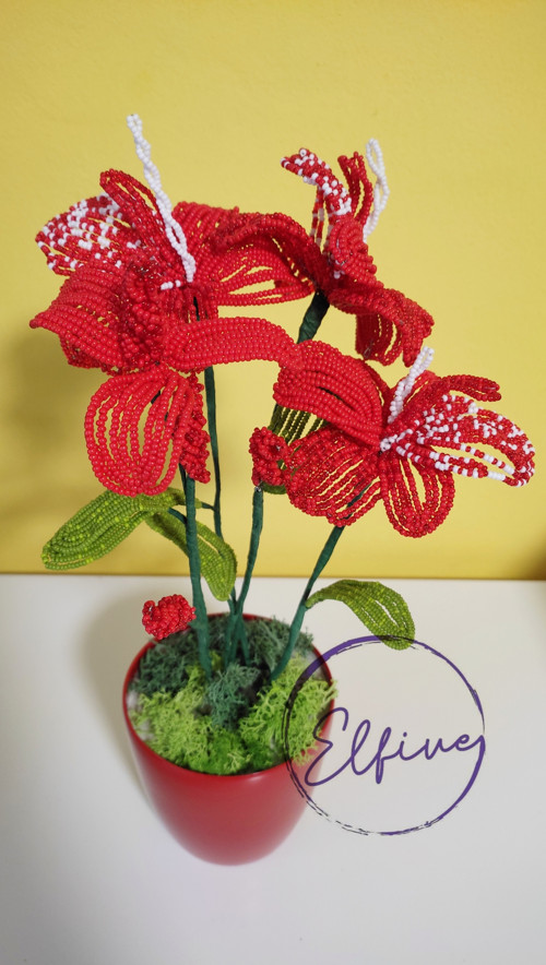 Červená orchidej — foto 2