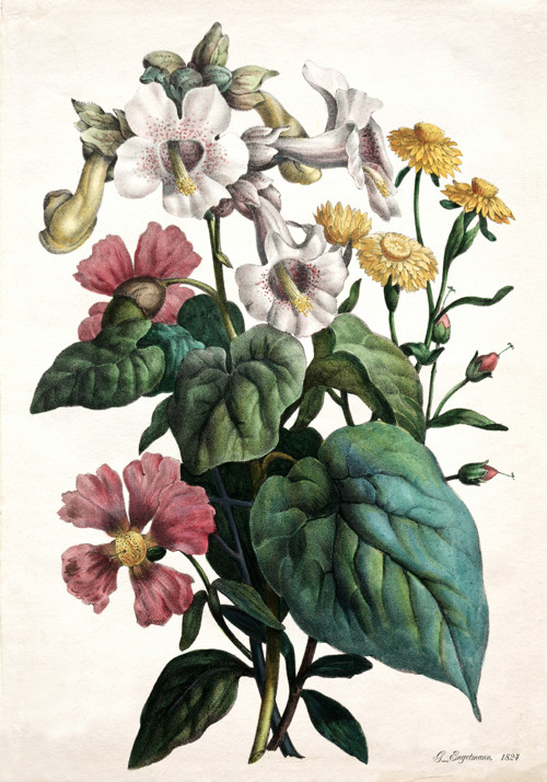 Z herbáře — foto 2