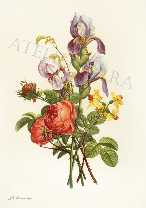 Z herbáře — foto 2