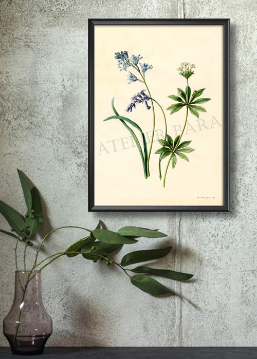 Z herbáře — foto 5