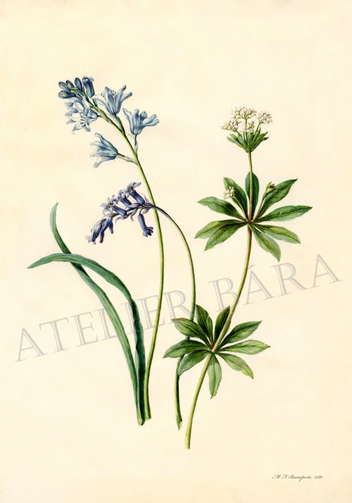 Z herbáře — foto 2