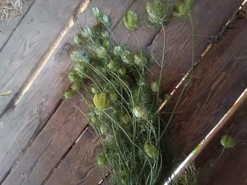 Černucha damašská — foto 3