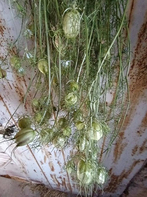 Černucha damašská — foto 2