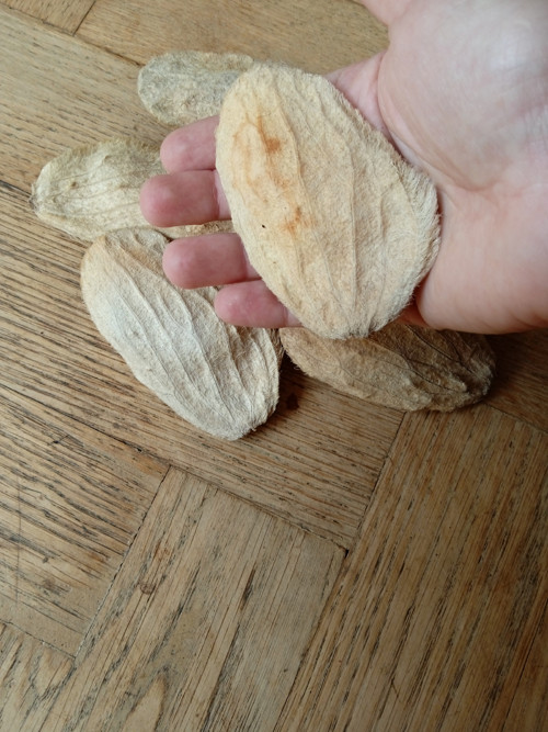 Pecky mango — foto 2