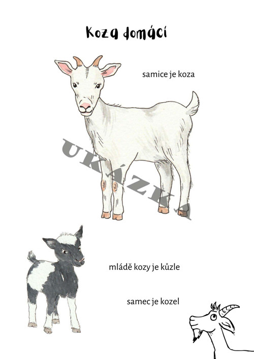 Domácí zvířata — foto 2