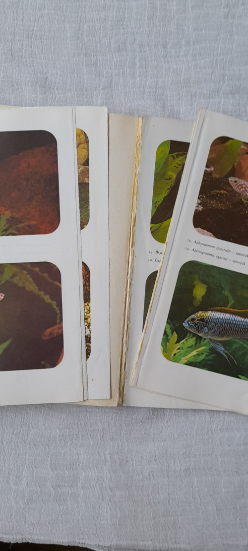 Akvarijní ryby - Rudolf Zukal — foto 3