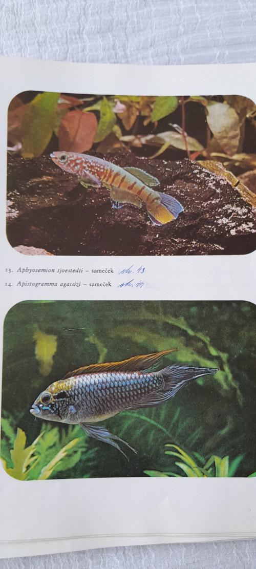 Akvarijní ryby - Rudolf Zukal — foto 4