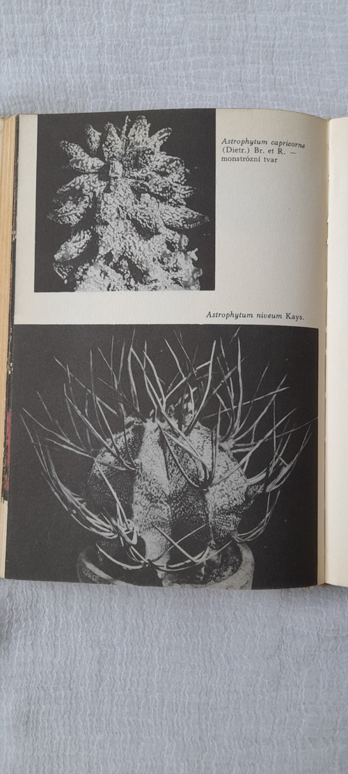 Pěstování kaktusů — foto 4