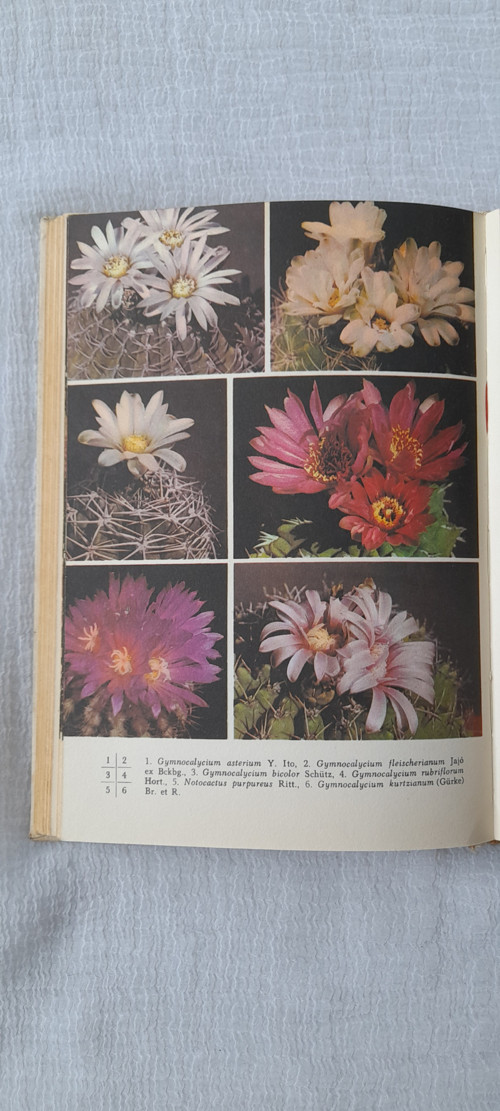 Pěstování kaktusů — foto 5