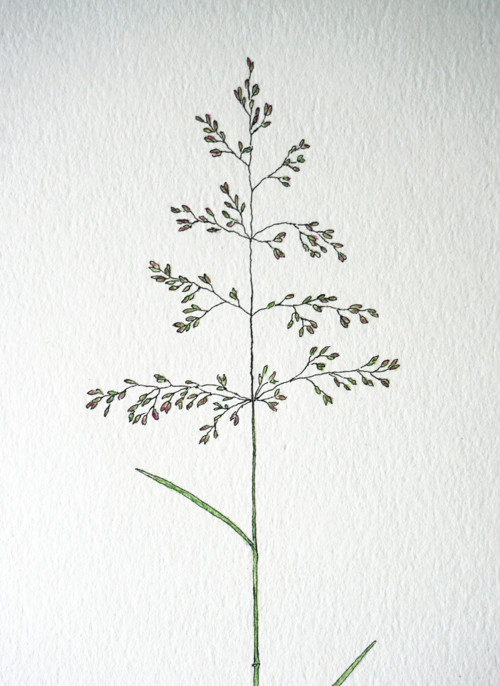 Tráva - metlice (originál) — foto 2