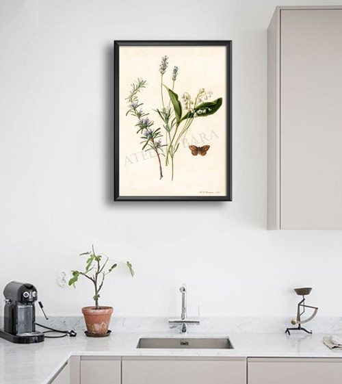 Z herbáře — foto 3