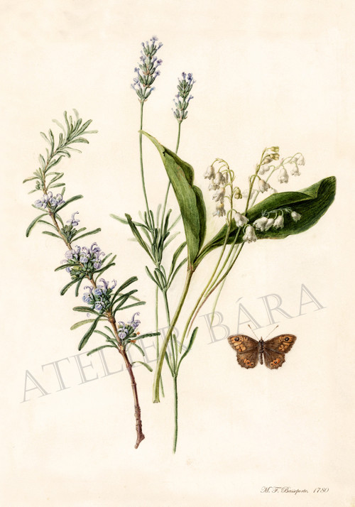 Z herbáře — foto 2