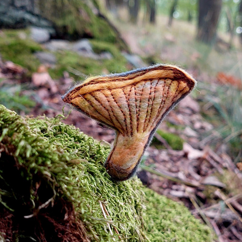 Rostou! — foto 4