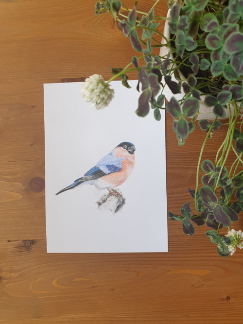 Print: Hýľ vtáčik — foto 2