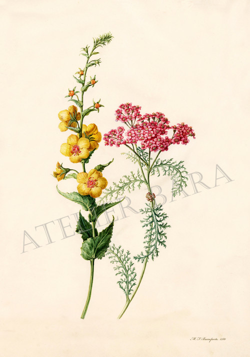Z herbáře — foto 2