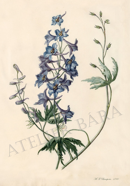 Z herbáře - stračka — foto 2