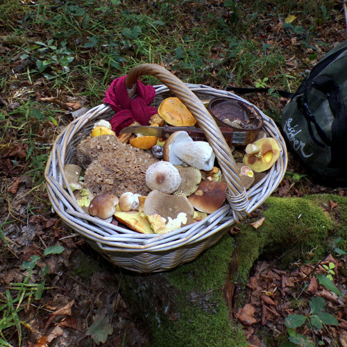 Klouzek kravský v octě, 260 gramů — foto 5