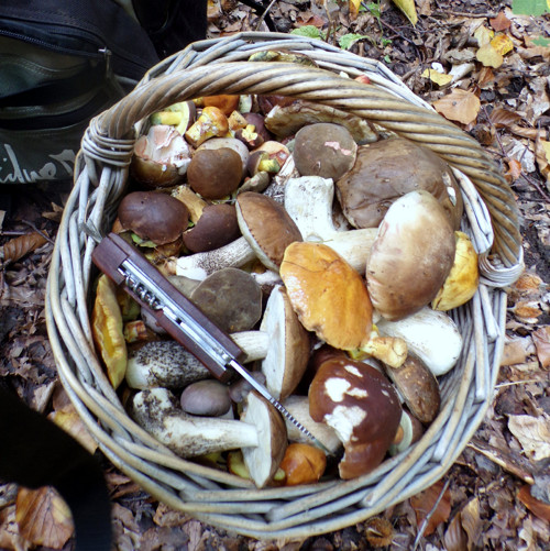 Směs sušených hub, 150 gramů — foto 6