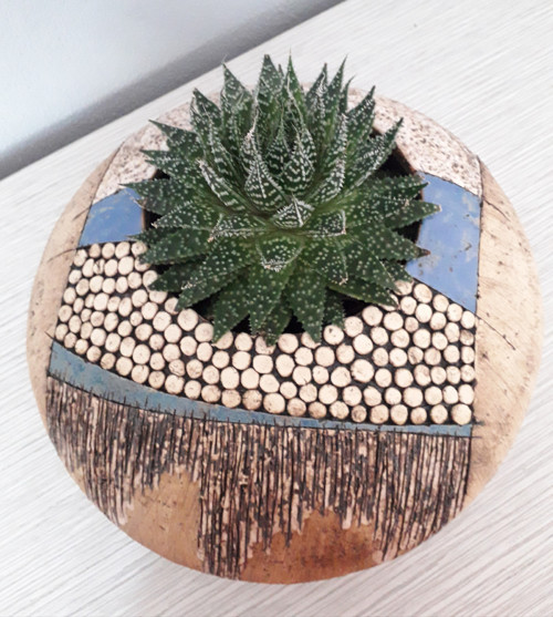 Na sukulenty II — foto 2