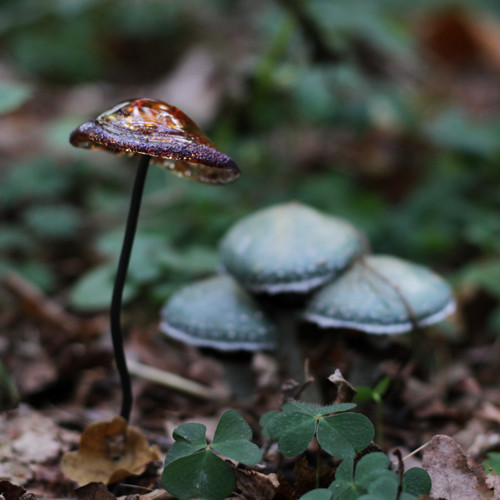 Zápich vinutý - houba — foto 5