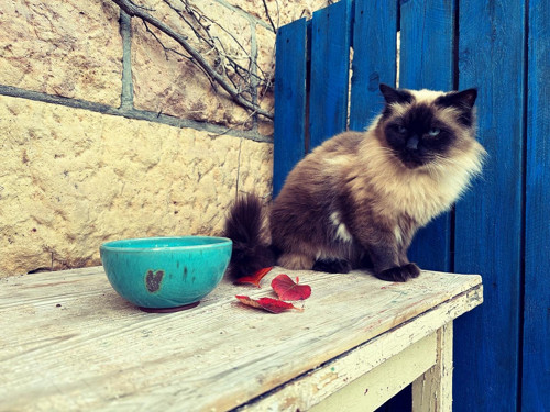Miska na jídlo srdíčko — foto 2