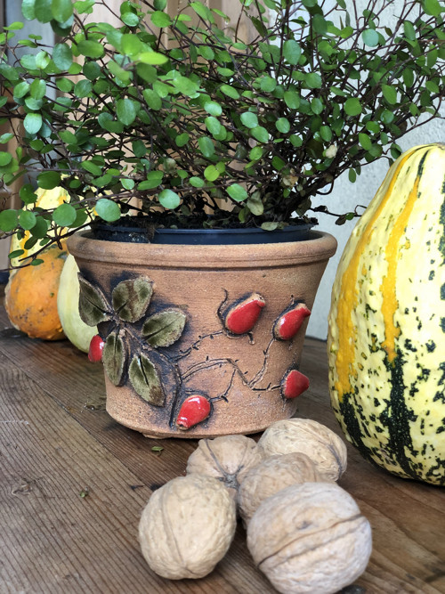 Květníček šípková růže — foto 3