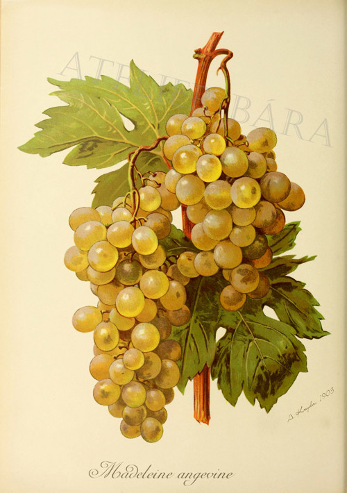 Z herbáře - vinná réve — foto 2